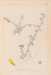 Herbier de la flore française Pl0286 - Louis Antoine Cusin — weergave van het kunstwerk