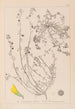 Herbier de la flore française Pl0287 - Louis Antoine Cusin — weergave van het kunstwerk