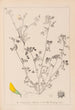 Herbier de la flore française Pl0288 - Louis Antoine Cusin — weergave van het kunstwerk