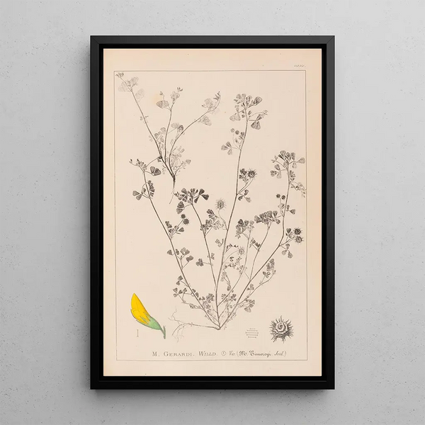 Louis Antoine Cusin - Herbier de la flore franaise Pl0288.webp
