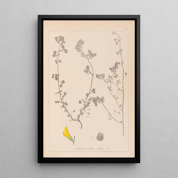 Louis Antoine Cusin - Herbier de la flore franaise Pl0289.webp