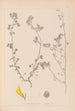 Herbier de la flore française Pl0289 - Louis Antoine Cusin — weergave van het kunstwerk