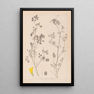 Louis Antoine Cusin - Herbier de la flore franaise Pl0291.webp