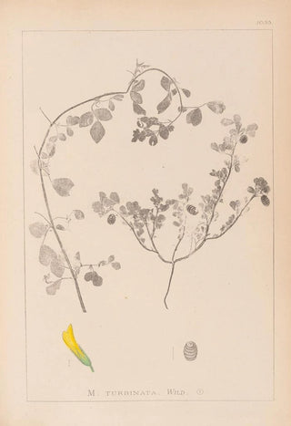 Louis Antoine Cusin - Herbier de la flore franaise Pl0292.webp