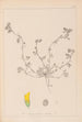 Herbier de la flore française Pl0293 - Louis Antoine Cusin — weergave van het kunstwerk