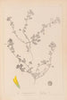 Herbier de la flore française Pl0294 - Louis Antoine Cusin — weergave van het kunstwerk