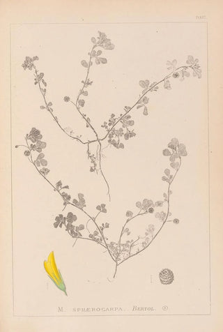 Louis Antoine Cusin - Herbier de la flore franaise Pl0294.webp