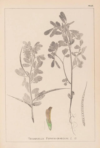 Louis Antoine Cusin - Herbier de la flore franaise Pl0295.webp
