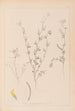 Herbier de la flore française Pl0298 - Louis Antoine Cusin — weergave van het kunstwerk