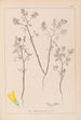 Herbier de la flore française Pl0300 - Louis Antoine Cusin — weergave van het kunstwerk