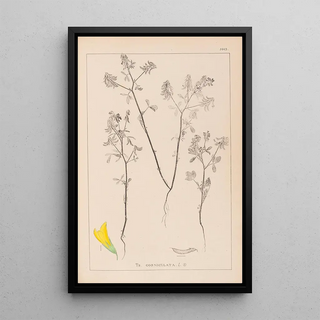 Louis Antoine Cusin - Herbier de la flore franaise Pl0300.webp