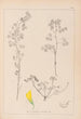 Herbier de la flore française Pl0301 - Louis Antoine Cusin — weergave van het kunstwerk