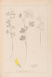 Herbier de la flore française Pl0303 - Louis Antoine Cusin — weergave van het kunstwerk