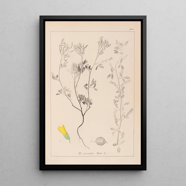 Louis Antoine Cusin - Herbier de la flore franaise Pl0304.webp