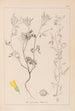 Herbier de la flore française Pl0304 - Louis Antoine Cusin — weergave van het kunstwerk