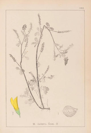 Louis Antoine Cusin - Herbier de la flore franaise Pl0305.webp