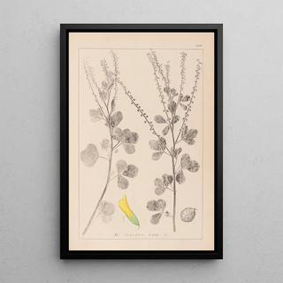 Louis Antoine Cusin - Herbier de la flore franaise Pl0306.webp