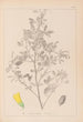 Herbier de la flore française Pl0307 - Louis Antoine Cusin — weergave van het kunstwerk