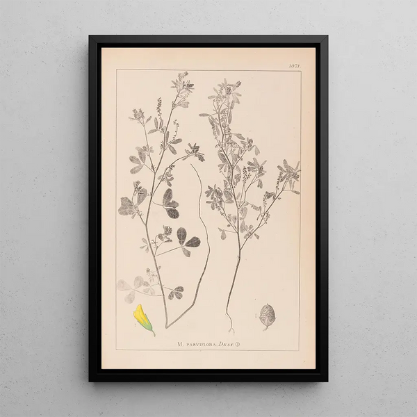Louis Antoine Cusin - Herbier de la flore franaise Pl0308.webp