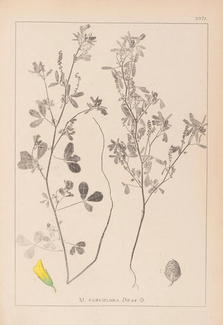 Louis Antoine Cusin - Herbier de la flore franaise Pl0308.webp