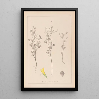 Louis Antoine Cusin - Herbier de la flore franaise Pl0309.webp