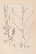 Herbier de la flore française Pl0311 - Louis Antoine Cusin — weergave van het kunstwerk