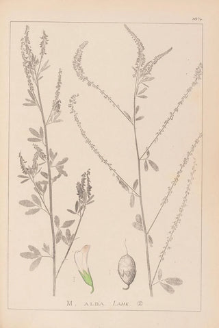 Louis Antoine Cusin - Herbier de la flore franaise Pl0311.webp