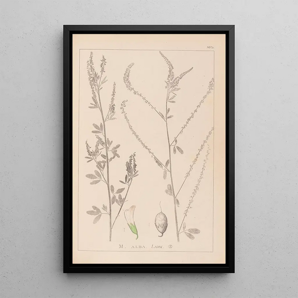 Louis Antoine Cusin - Herbier de la flore franaise Pl0311.webp