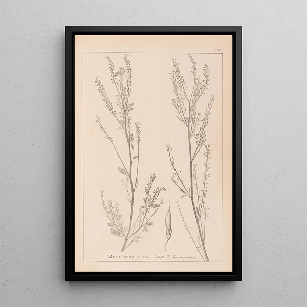 Louis Antoine Cusin - Herbier de la flore franaise Pl0312.webp