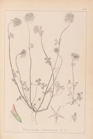Louis Antoine Cusin - Herbier de la flore franaise Pl0314.webp