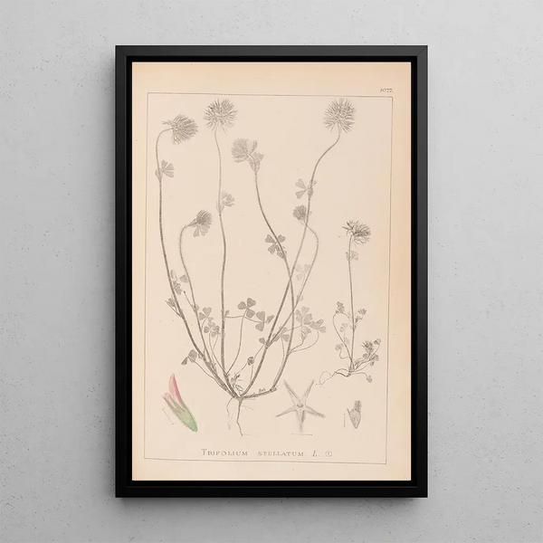 Louis Antoine Cusin - Herbier de la flore franaise Pl0314.webp