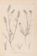 Herbier de la flore française Pl0315 - Louis Antoine Cusin — weergave van het kunstwerk