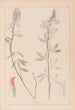 Herbier de la flore française Pl0318 - Louis Antoine Cusin — weergave van het kunstwerk