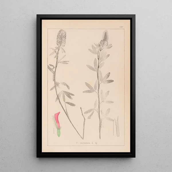 Louis Antoine Cusin - Herbier de la flore franaise Pl0318.webp