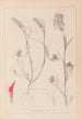 Herbier de la flore française Pl0319 - Louis Antoine Cusin — weergave van het kunstwerk
