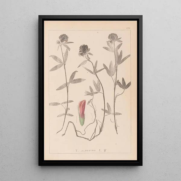 Louis Antoine Cusin - Herbier de la flore franaise Pl0320.webp