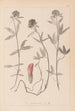 Herbier de la flore française Pl0320 - Louis Antoine Cusin — weergave van het kunstwerk