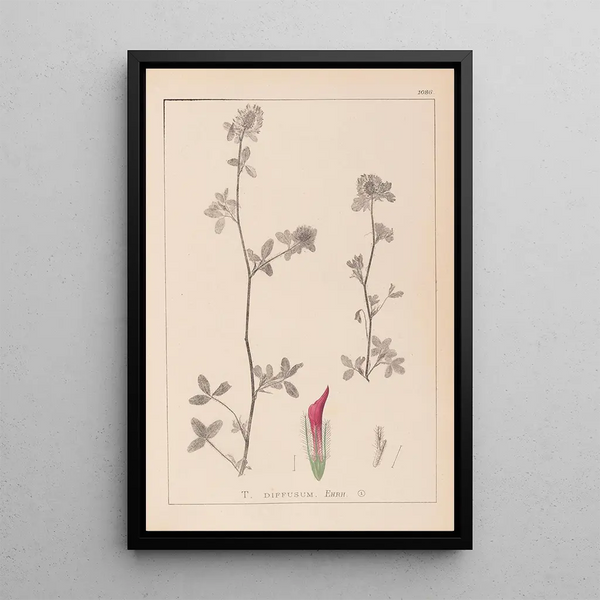 Louis Antoine Cusin - Herbier de la flore franaise Pl0322.webp