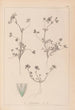 Herbier de la flore française Pl0323 - Louis Antoine Cusin — weergave van het kunstwerk