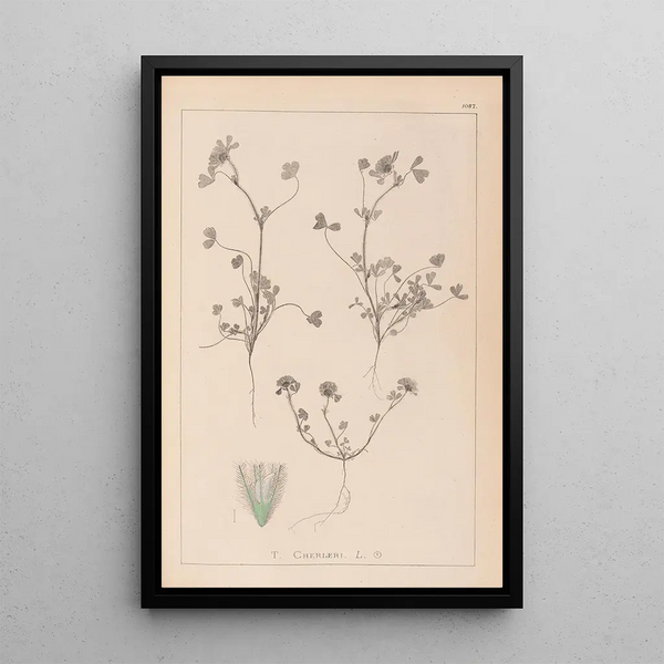 Louis Antoine Cusin - Herbier de la flore franaise Pl0323.webp