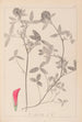 Herbier de la flore française Pl0324 - Louis Antoine Cusin — weergave van het kunstwerk