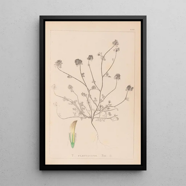 Louis Antoine Cusin - Herbier de la flore franaise Pl0327.webp