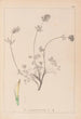 Herbier de la flore française Pl0328 - Louis Antoine Cusin — weergave van het kunstwerk
