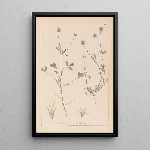 Louis Antoine Cusin - Herbier de la flore franaise Pl0329.webp