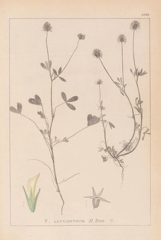 Louis Antoine Cusin - Herbier de la flore franaise Pl0329.webp