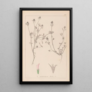Louis Antoine Cusin - Herbier de la flore franaise Pl0330.webp
