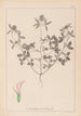 Herbier de la flore française Pl0331 - Louis Antoine Cusin — weergave van het kunstwerk