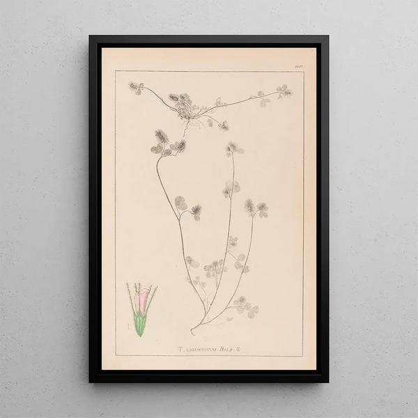 Louis Antoine Cusin - Herbier de la flore franaise Pl0333.webp