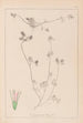 Herbier de la flore française Pl0333 - Louis Antoine Cusin — weergave van het kunstwerk