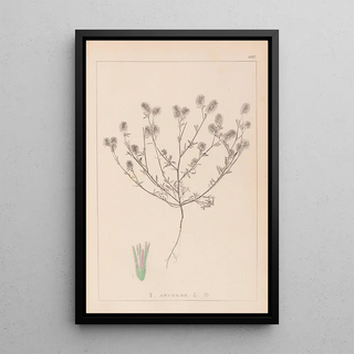 Louis Antoine Cusin - Herbier de la flore franaise Pl0334.webp